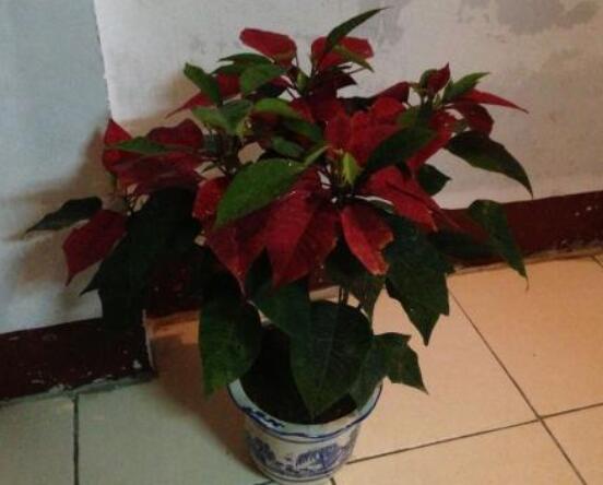 一品紅冬季怎么養(yǎng)，做好五個要點便可安然過冬