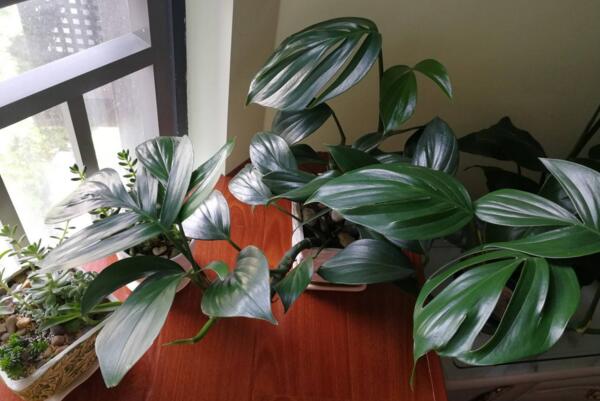 龜背竹一盆養(yǎng)幾棵好，根據(jù)花盆的大小形狀來決定