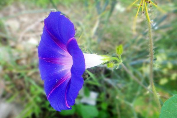 牽?；ㄅ柙匀菀组_花嗎