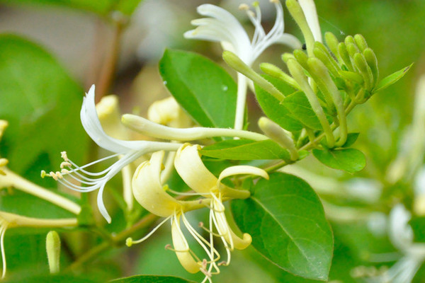 金銀花光桿多久發(fā)芽