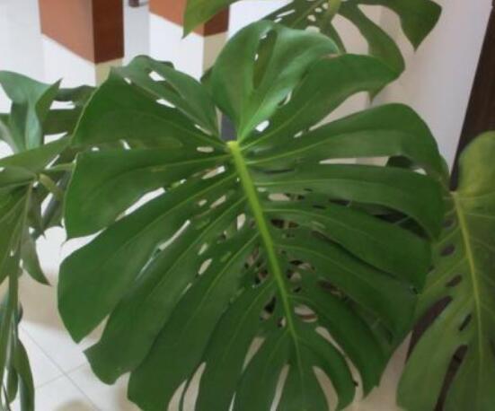 龜背竹黑斑病怎么辦，及時(shí)摘除病葉、噴灑藥物/保持通風(fēng)透氣