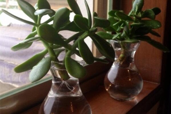 燕子掌能水培嗎，可以水培并且養(yǎng)護起來非常簡單