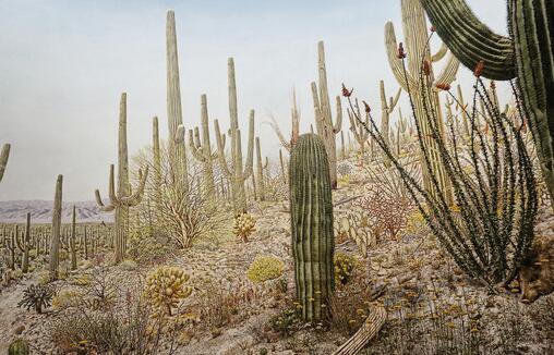 仙人掌為什么會長刺，為了減少蒸騰作用保持自身水分