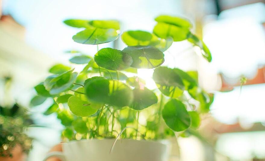 銅錢草適合放臥室嗎，不僅可以放并且作用也特別大