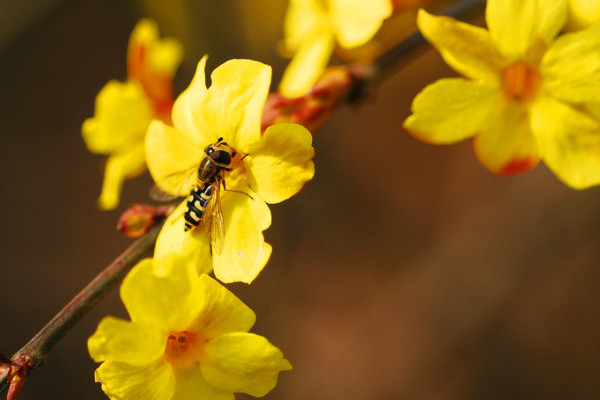 迎春花會(huì)結(jié)果嗎