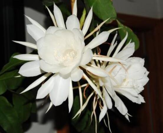 曇花的繁殖方法，盤點(diǎn)最常見的三種繁殖方法(扦插/播種/嫁接)