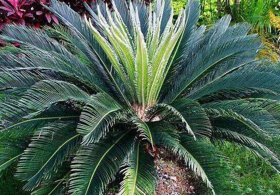 鐵樹品種，細(xì)數(shù)鐵樹最受喜愛八大品種