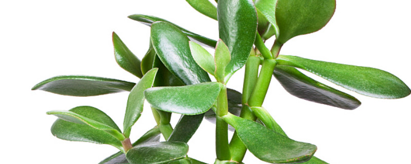 玉樹(shù)葉子干癟枝條發(fā)軟