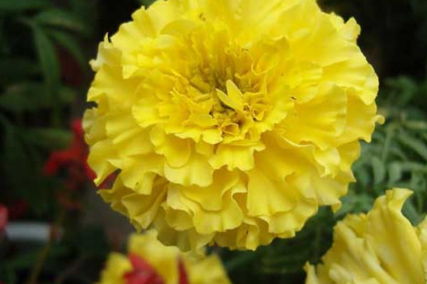 一株康乃馨什么時候可以長大