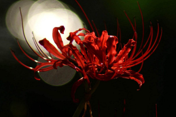 彼岸花冬天會不會發(fā)芽