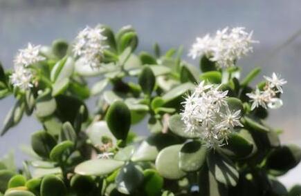 玉樹花和燕子掌的區(qū)別，葉片上的3處不同