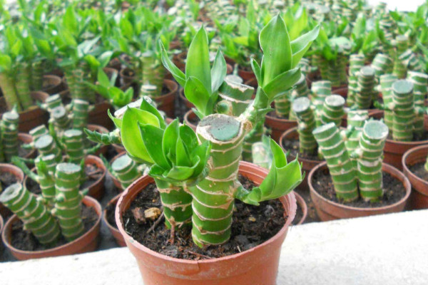 富貴竹可以土養(yǎng)嗎，土培栽植時(shí)間選在4~9月