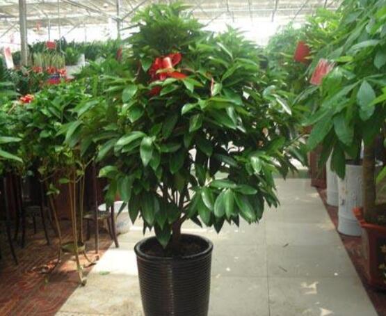 平安樹葉子發(fā)黃掉落怎么辦，教你四種解決辦法快速恢復(fù)生機(jī)