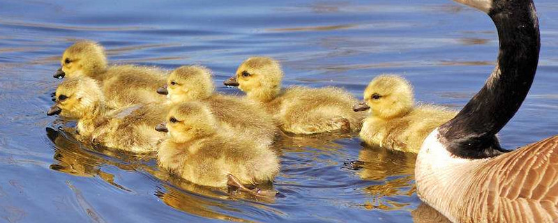 如何控溫養(yǎng)鵝苗