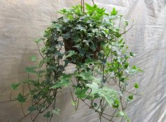 常春藤怎么修剪，常春藤摘心圖解