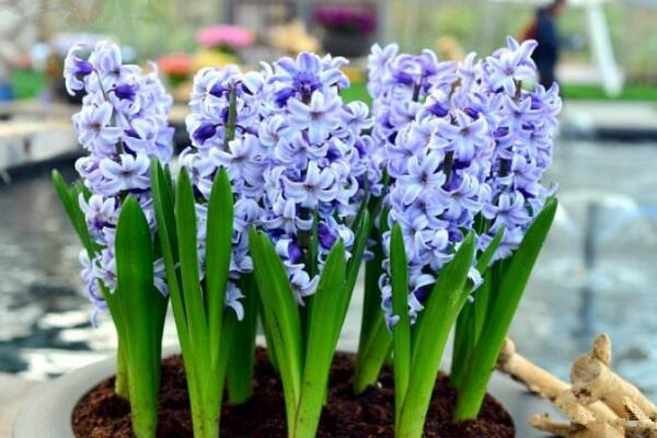 風(fēng)信子的繁殖方法