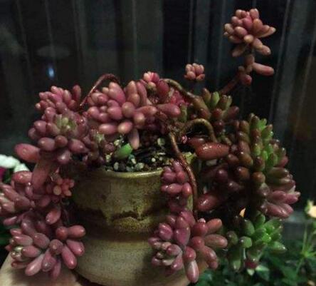 碧玉蓮如何度夏，最主要的是不要隨意澆水