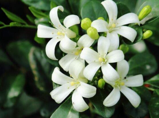 九里香種在家里禁忌，只需要注意四個要點(diǎn)即可