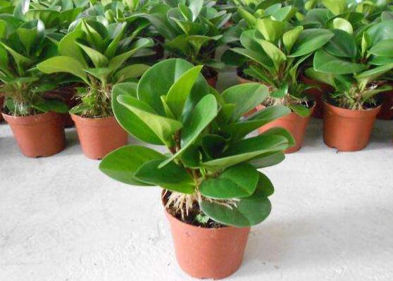 青葉碧玉怎么養(yǎng)，掌握八大核心保證你家的碧玉爆盆綠油油