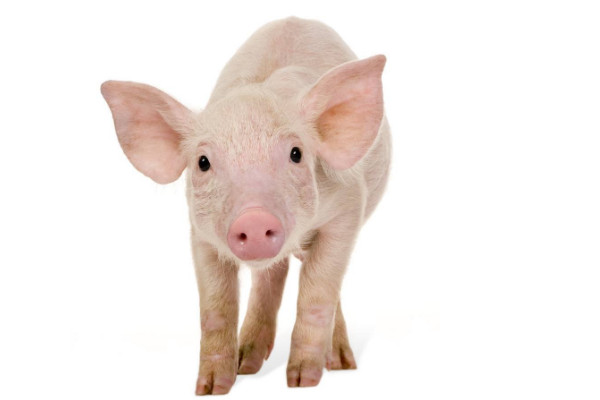 養(yǎng)豬怎么防止豬瘟