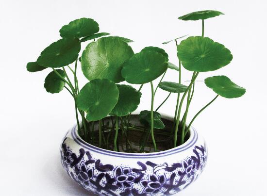 銅錢(qián)草爛根是什么原因，銅錢(qián)草爛根了怎么辦