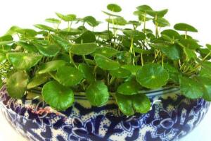 銅錢草爛根是什么原因，銅錢草爛根了怎么辦