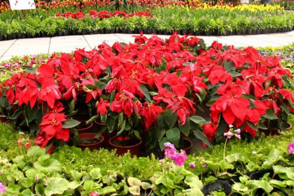 一品紅花期調(diào)控方法，以下方法就可以讓它提前開花