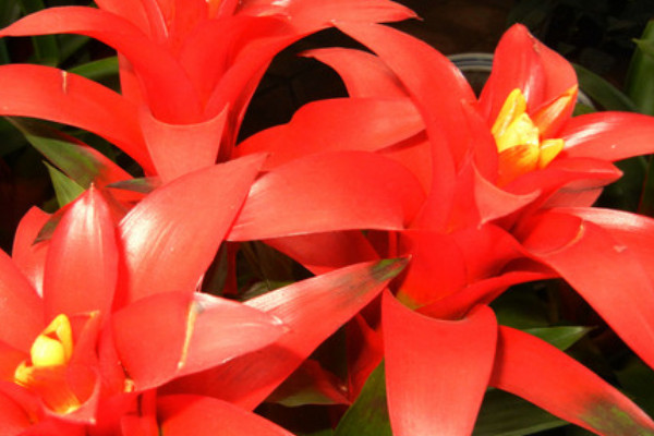 鴻運當頭的葉都枯了能活嗎