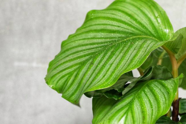 蘋(píng)果竹芋怎樣扦插