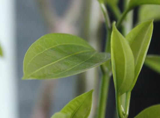 橡皮樹(shù)的葉插方法，擇基部下小嫩芽葉片/春秋季節(jié)扦插最佳