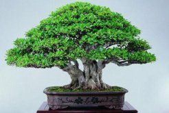 榕樹盆景的風(fēng)水作用，榕樹盆景的擺放建議