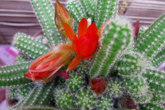 仙人掌幾年開花一次，短則3-5年開花/長則十幾年