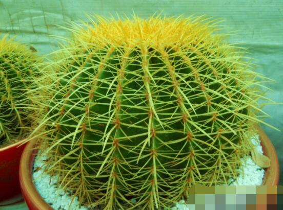 仙人球怎么施肥才正確，老農(nóng)總結(jié)一年四季施肥方法