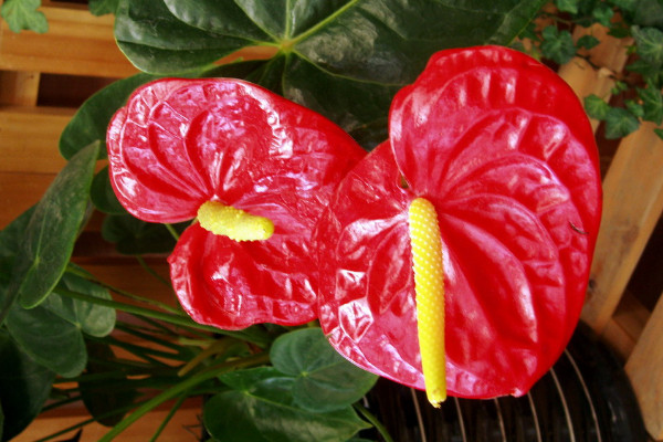 火鶴的養(yǎng)殖方法和注意事項