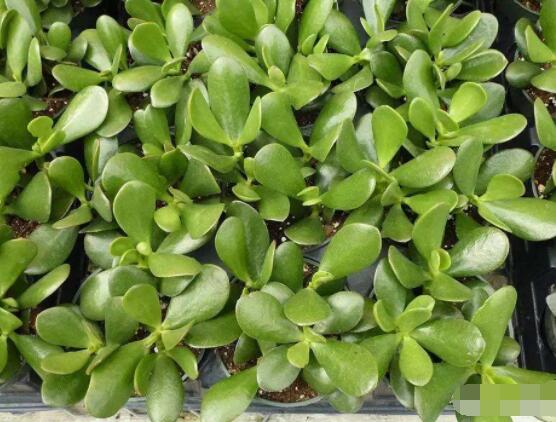 玉樹葉子發(fā)黃怎么補救，教你三種最直接有效的補救方法