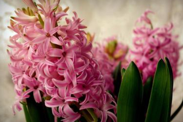 風(fēng)信子什么時候種植