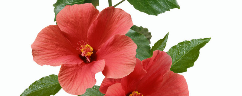 芙蓉花怎么壓新的出來(lái)