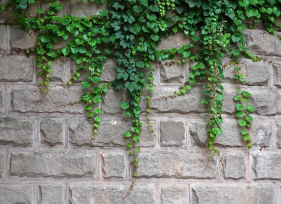 家庭養(yǎng)常春藤常見問題大全，做好六點(diǎn)基本要點(diǎn)即可(生長翠綠)