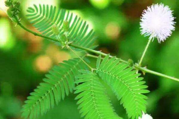 含羞草可以曬太陽(yáng)嗎