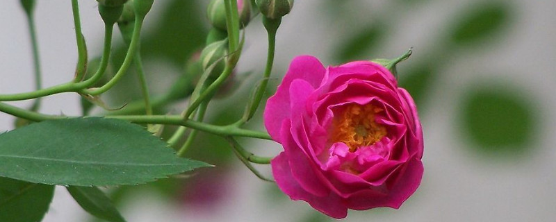 薔薇生蟲了怎么辦