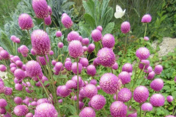 千日紅光長(zhǎng)葉子不開花