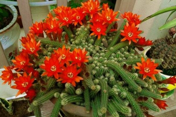 仙人掌常見(jiàn)的開(kāi)花品種，最受歡迎的品種是緋花玉