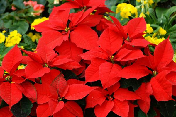 家里養(yǎng)一品紅有啥好處，改善空氣、供觀賞用