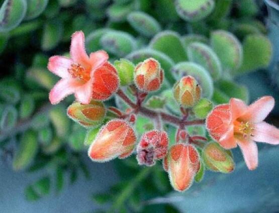 熊童子什么時(shí)候開花，基本上都是在夏末秋初開花