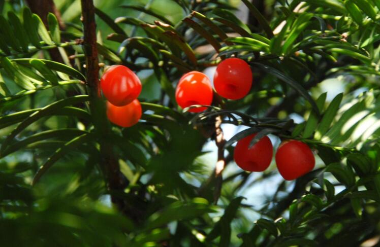 紅豆杉泡水喝有什么作用，不光抗癌還利尿消腫