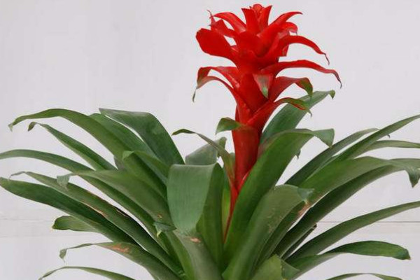 鴻運(yùn)當(dāng)頭花是什么品種