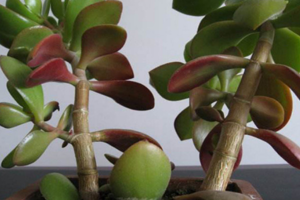 玉樹(shù)盆栽怎樣過(guò)冬