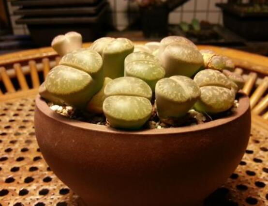 生石花用什么盆好，陶盆、泥瓦盆、紫砂盆任選其一(深盆)