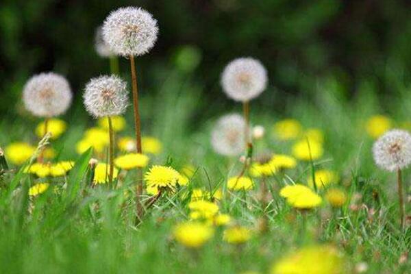 蒲公英采摘季節(jié)，春季食用秋季藥用