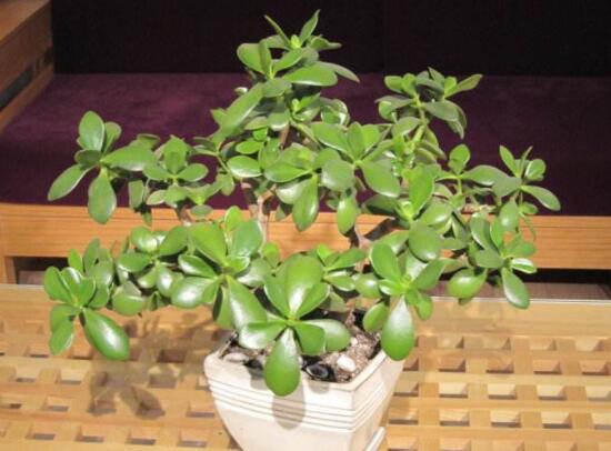 家里養(yǎng)玉樹有什么寓意，家庭和諧、事業(yè)順暢，學(xué)業(yè)有成